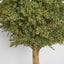 Red Day Leaf Ball Tree 85cm