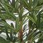 Artificial Raphis Palm (Thin Leaf) 1.7m - House of Isabella AU
