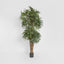 Raphis Palm Thin Leaf 2.4m