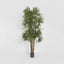 Raphis Palm Thin Leaf 2.4m