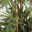 Raphis Palm Thin Leaf 2.4m