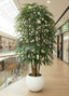 Raphis Palm Thin Leaf 2.4m