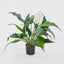 Spathiphyllum Lily 53cm White - House of Isabella AU