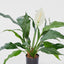 Spathiphyllum Lily 53cm White - House of Isabella AU