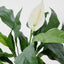 Spathiphyllum Lily 53cm White - House of Isabella AU