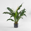 Artificial Spathiphyllum Lily 63cm White - House of Isabella AU