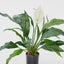 Artificial Spathiphyllum Lily 63cm White - House of Isabella AU