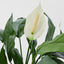 Artificial Spathiphyllum Lily 63cm White - House of Isabella AU