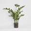 Artificial Smargago Plant x 7 1.1m - House of Isabella AU