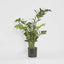 Artificial Smargago Plant x 7 1.1m - House of Isabella AU