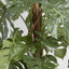 Artificial Split-Leaf Philodendron 1.5m - House of Isabella AU