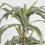 Artificial Variegated Dracaena 1.6m - House of Isabella AU