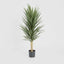 Yucca Plant 1.3m