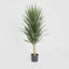 Yucca Plant 1.3m