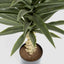 Yucca Plant 1.3m