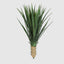 Yucca Rostrata W/76 Lves 65cm - House of Isabella AU