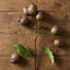Eucalyptus Burgundy 67cm Green