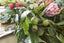 Eucalyptus Gumnut Spray 67cm Green