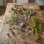 Eucalyptus Spray With 42 Leaves Green & Pink