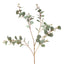 Eucalyptus berry Seed Spray 1.2m