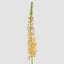 Eremurus Foxtail Stem 107cm Peach