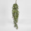 Trailing hanging Seeded Eucalyptus Bush