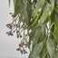 Trailing hanging Seeded Eucalyptus Bush