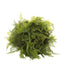 Fern Ball Mix 50cm