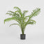 Fern Hares Foot 1.07m