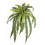 Fern Boston 1m