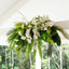 Fern Boston 1m