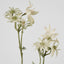 Flannel Flower Spray 75cm - Pack of 12