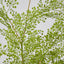 Maidenhair Fern Root Spray