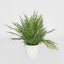 Fern in Magnesia Pot 71cm