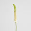 Fox Tail Stem 84cm Cream Green