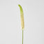 Fox Tail Stem 84cm Cream Green
