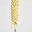 Fox Tail Stem 84cm Cream Green
