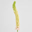 Fox Tail Stem 84cm Pink