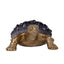 Purple-robed Golden Tortoise