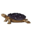 Purple-robed Golden Tortoise