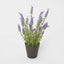 Potted Lavender 42cm