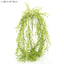 Grass Vine Hanging 75cm (Set of 12)