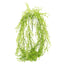 Grass Vine Hanging 75cm (Set of 12)