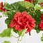 UV Trailing Geranium Bush Red (Set of 6)