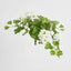 UV Trailing Geranium Bush White (Set of 6)