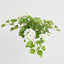 UV Trailing Geranium Bush White (Set of 6)