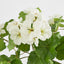 UV Trailing Geranium Bush White (Set of 6)
