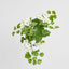 UV Trailing Geranium Bush White (Set of 6)