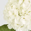 Claire Hydrangea Stem White