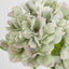 Hydrangea Stem Soft Touch 50cm Green (Set of 12)